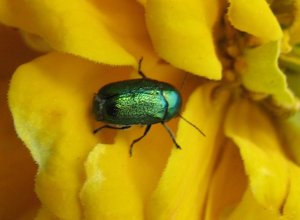 Chryptocephalus ?